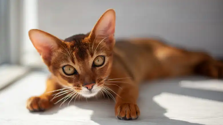 The Easy-To-Train Cat Breed That Acts Just Like A Dog (And Won't Leave You Alone)