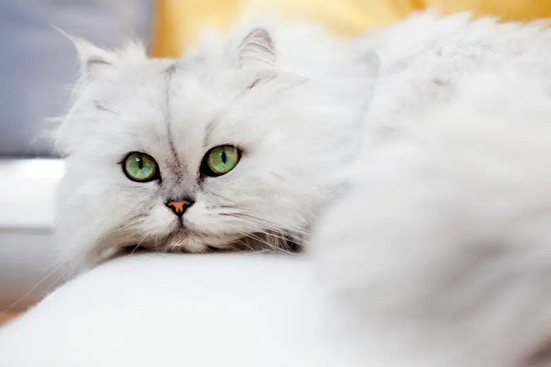 Love Fluffy Cats? These Are 7 Of The Fluffiest Cat Breeds Around