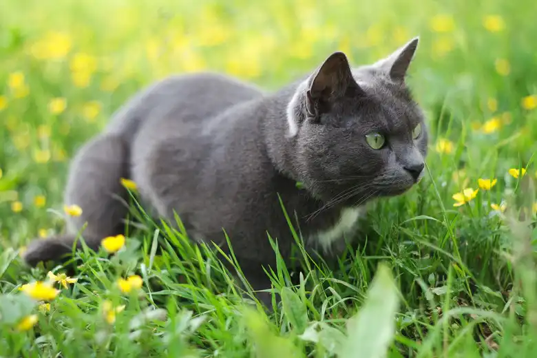 How To Make Cats Stop Pooping In Flower Beds And Gardens