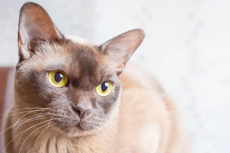 Burmese Cat Breed Characteristics