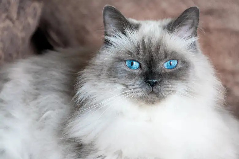 Himalayan Cat Breed Characteristics