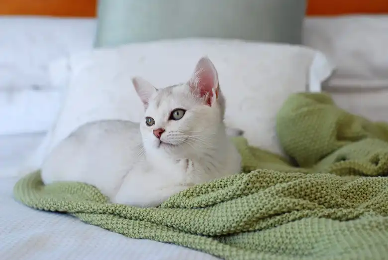 Burmilla Cat Breed Characteristics