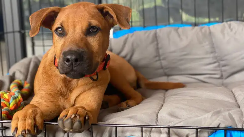 11 Tips To Make Crate Training Your Puppy Easier