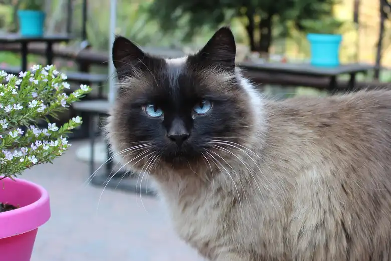 Balinese Cat Breed Characteristics