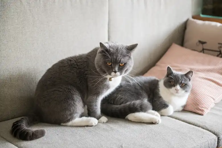 105 Extremely Unique Cat Names